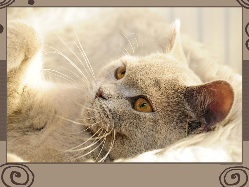 katzenpuzzle katzenpuzzle