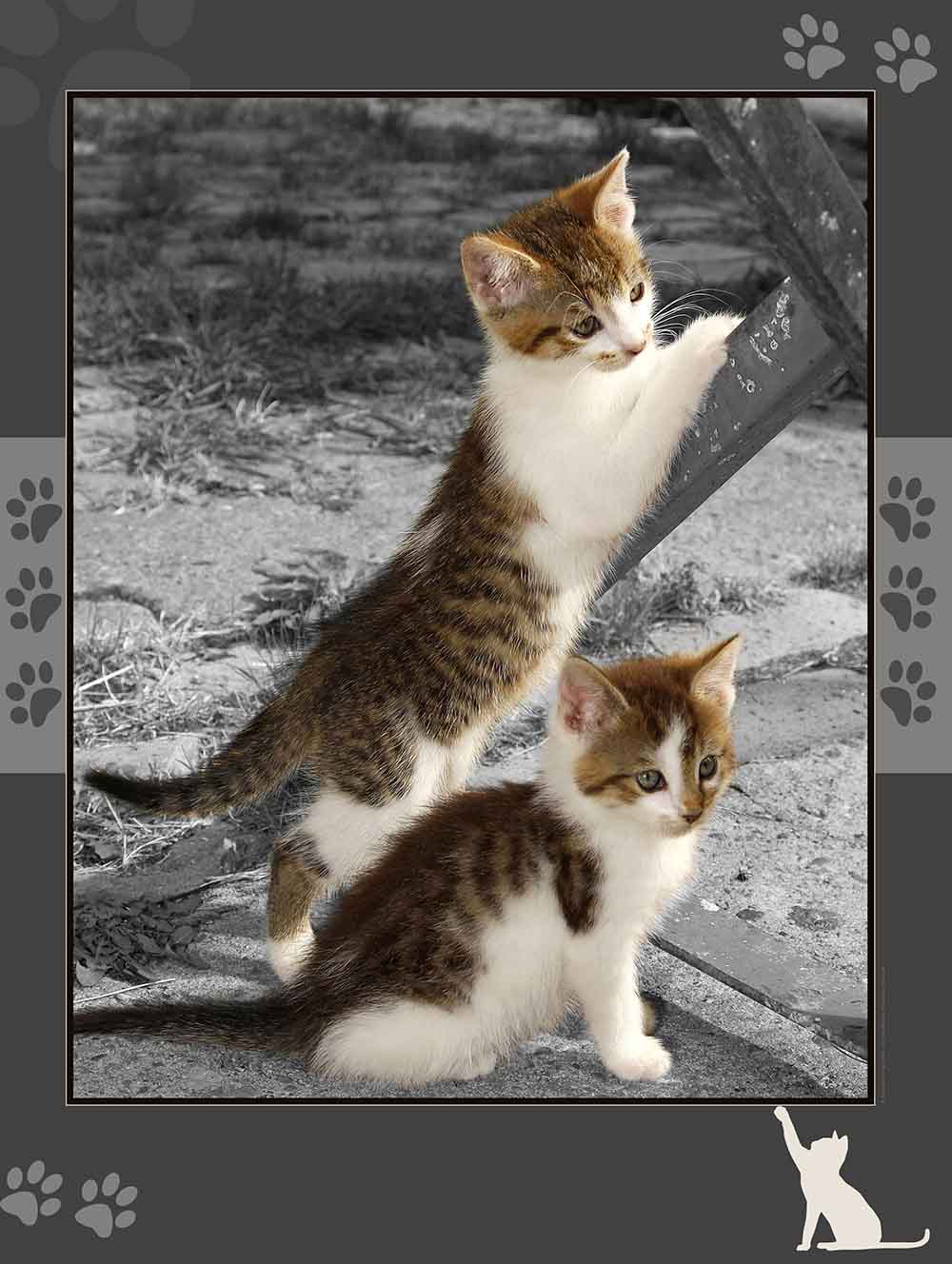 katzenpuzzle katzenpuzzle